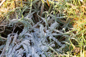 Frozen foliage 