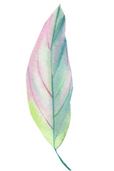 tropical pink and green leaves on an isolated white background, watercolor painting, ficus