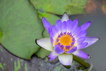 Lotus floating above the water in the pool is pretty fresh colors purple and pink