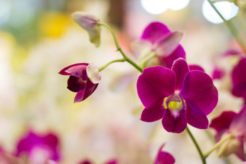 Fototapeta na wymiar Orchid, pink, purple and pink colors are popular among the public