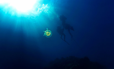 Jellyfish with scuba divers in sunrays