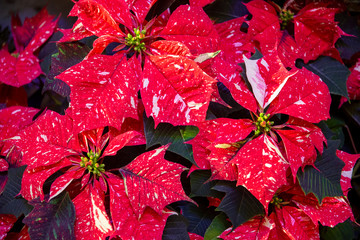 Poinsettia!! Spectacular showcase of heirloom and newly developed poinsettia varieties are a centerpiece of the holiday decor at the United States Botanic Garden in Washington, DC.