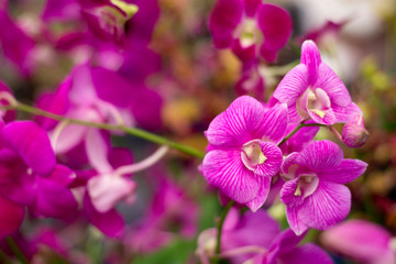 Orchid, pink, purple and pink colors are popular among the public