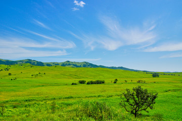 Green hills in the distance against a blue sky with clouds and a tree in the foreground.