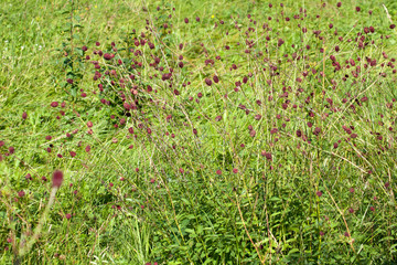 Großer Wiesenknopf (Sanguisorba officinalis)	