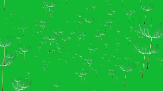 Stock 4k: Beautiful dandelion seeds blowing in the wind on green background. Royalty high-quality free best stock of the wind blows dandelion floating seeds isolated falling on green background 