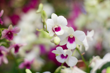 Fototapeta na wymiar Colorful fresh orchids bloom in gardens are popular with teens