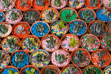 Cactus tree plant pots and colorful