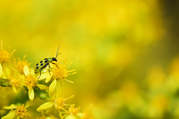 Diabrotica undecimpunctata
