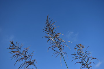 grass flowers against blue sky