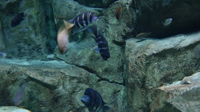Striped cichlid fishes underwater life