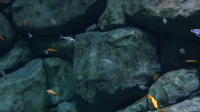 Striped cichlid fishes underwater life