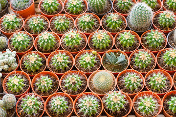 Cactus tree plant pots 