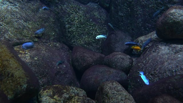 Striped cichlid fishes underwater life