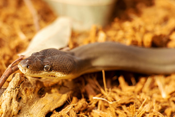 Detailed close up of an olive python snake