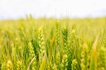 Obraz premium The wheat fields are under the blue sky and white clouds