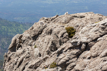 Mountain Goats on a Rock