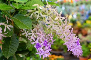 flower colors look beautiful hanging plant in the garden is popular