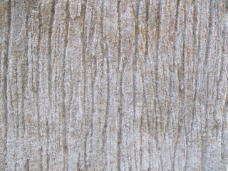 Rough tree bark texture, nature concept background