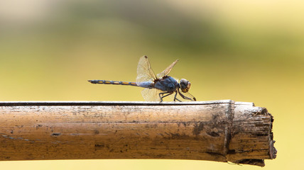 dragonfly in flight