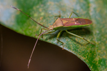 Brown insect on green leaf in forest