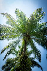 Obraz na płótnie Canvas Palm tree in the sun