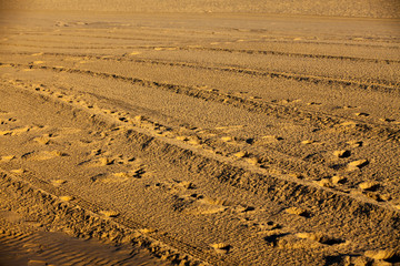 Tracks in the Beach