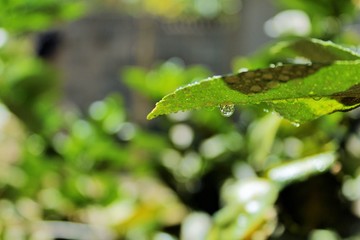 Plants: A dropping drop on lime leaf.