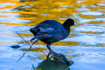 Animals, Birds , Ducks, Lake, Park Queensland Australia 