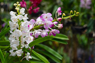 orchid flower colors look beautiful hanging plant in the garden is popular