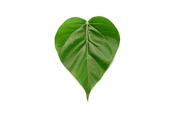 heart shaped green leaf isolated on white