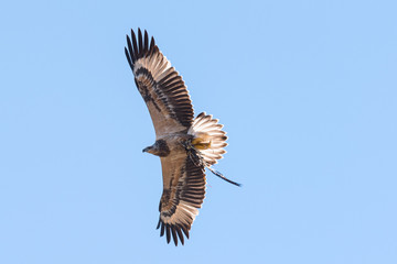 White-bellied sea eagle in flight