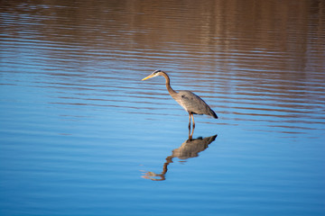 Great Blue Heron Wading in a Pond