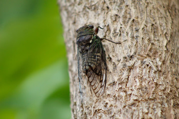 Cigarra