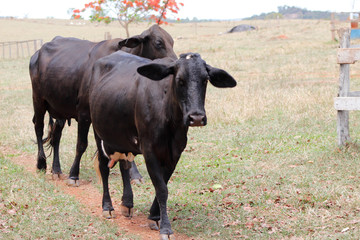 Vaca