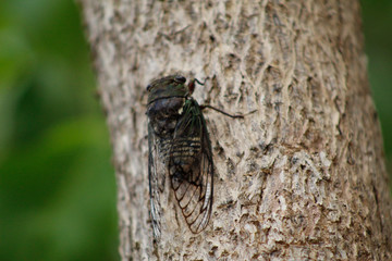 Cigarra
