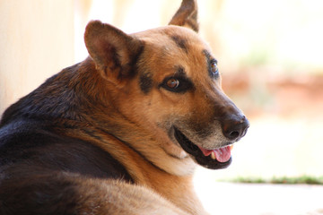 Cachorro