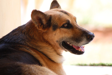 Cachorro