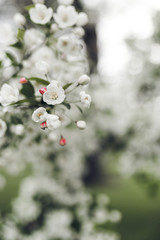 Fototapeta na wymiar Tree Blossoms
