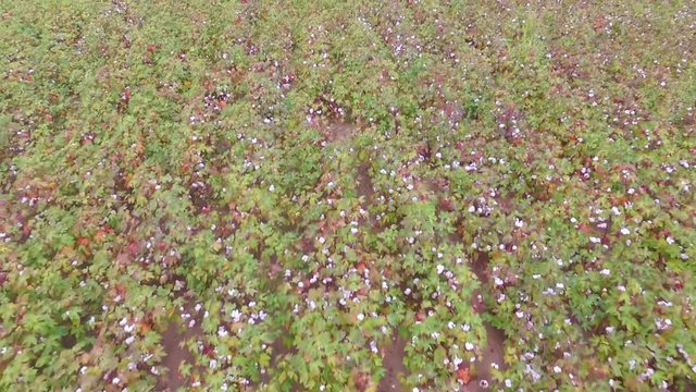 Field planted with cotton ready for harvesting in September. Aerial drone footage of agriculture concept 