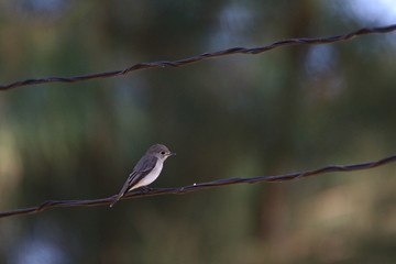 bird on a wire