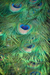 Blurred color of peacock feather
