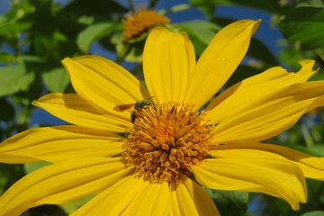 Agapostemon green bee on heliopsis flower