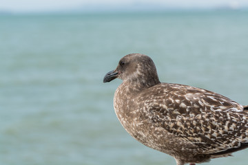Close-up of the  Seagull Sitting By The Bay At Pier and looking at the sea at San francisco, USA