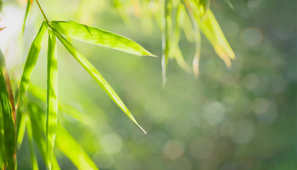 Bamboo leaves, Green leaf on blurred greenery background. Beautiful leaf texture in sunlight....