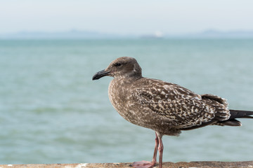 Close-up of the  Seagull Sitting By The Bay At Pier and looking at the sea at San francisco, USA