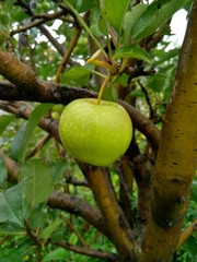 fresh natural single green apple on tree