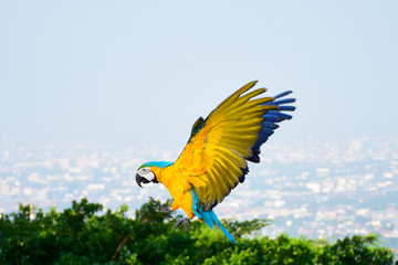 Macaws in flight