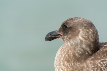 Close-up of the  Seagull Sitting By The Bay At Pier and looking at the sea at San francisco, USA