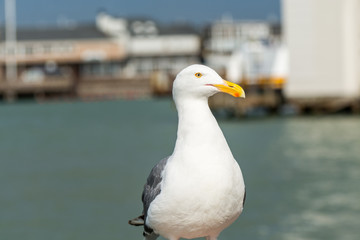 Close-up of the The ring-billed gull  looking at the sea at San francisco, USA